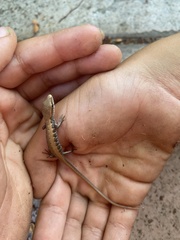 Elgaria multicarinata