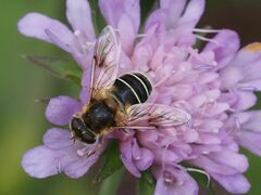Eristalis jugorum