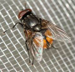 Musca autumnalis