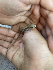 Elgaria multicarinata