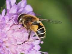Eristalis jugorum