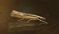 Agriphila trabeatellus