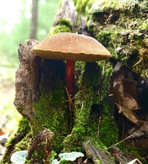 Boletellus chrysenteroides