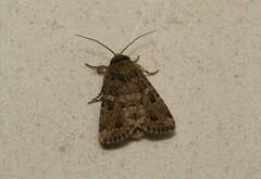 Spodoptera cilium