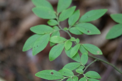 Vaccinium myrtilloides