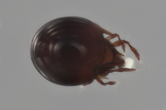 Tenuialidae