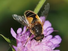 Eristalis jugorum