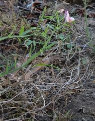 Lathyrus tingitanus