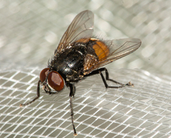 Musca autumnalis