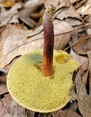 Boletellus chrysenteroides