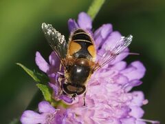 Eristalis jugorum