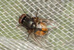 Musca autumnalis