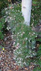 Asparagoideae