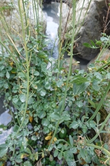 Cardamine raphanifolia