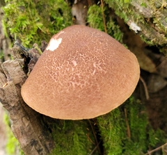 Boletellus chrysenteroides