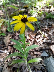 Rudbeckia missouriensis
