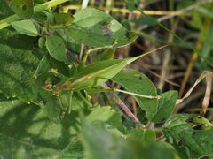 Tettigonia cantans