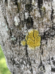 Chrysothrix candelaris