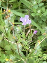 Epilobium obscurum