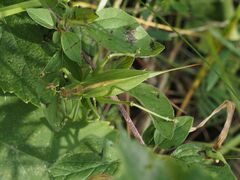 Tettigonia cantans