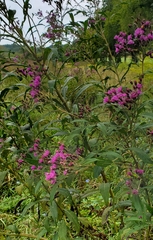 Vernonia gigantea
