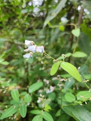 Desmodium paniculatum