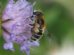 Eristalis jugorum