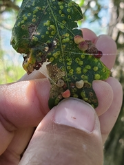 Acraspis quercushirta