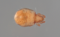 Hypochthoniidae