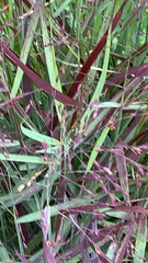 Eragrostis spectabilis