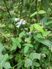 Desmodium paniculatum