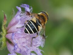 Eristalis jugorum