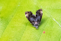 Prochoreutis inflatella