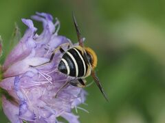 Eristalis jugorum