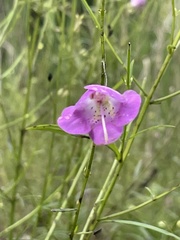 Agalinis fasciculata