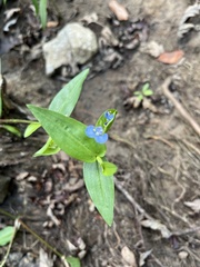 Commelina virginica