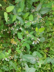 Desmodium paniculatum