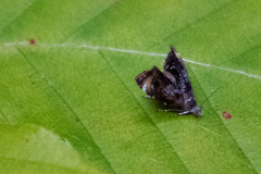 Prochoreutis inflatella