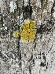 Chrysothrix candelaris