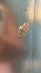 Pilocrocis ramentalis