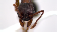 Myrmica latifrons