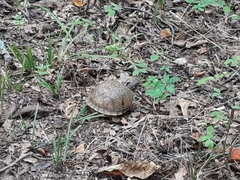 Terrapene carolina triunguis