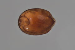 Uropodina