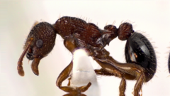 Myrmica latifrons