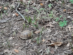Terrapene carolina triunguis