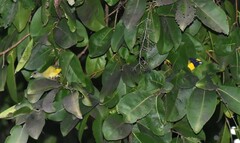 Euphonia affinis