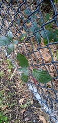 Rubus fruticosus