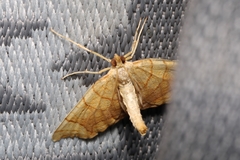 Eulithis diversilineata