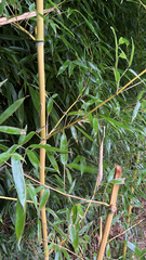 Bambusa vulgaris