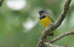 Geothlypis philadelphia
